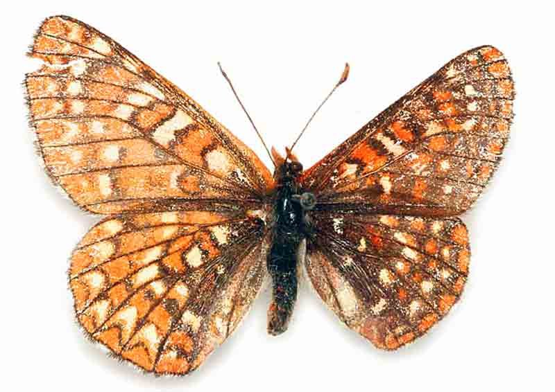 Euphydryas anicia (bilateral gynandromorphn, Cooney Mt , N. Cascades, Okanogan co., WA, 7-25-1939, pmnh) (Internet Image property of respective owner, non-commercial use only)